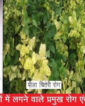 HERBAL JAIVIK KAWACH